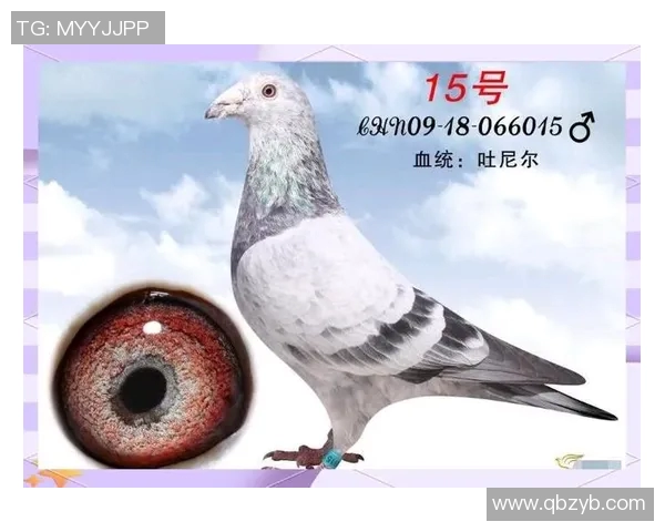 西班牙足球明星七号的辉煌历程与传奇瞬间回顾