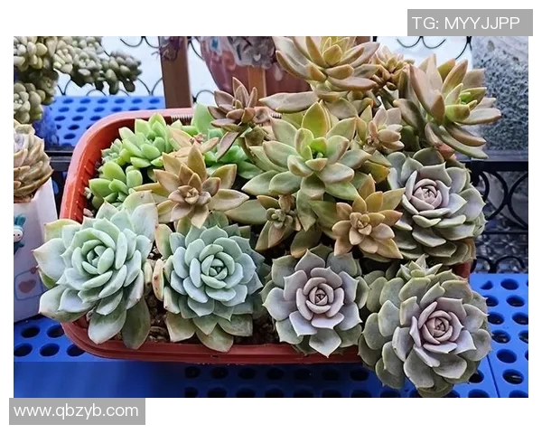 多肉植物与足球明星的奇妙结合让你在家也能感受绿茵场的激情